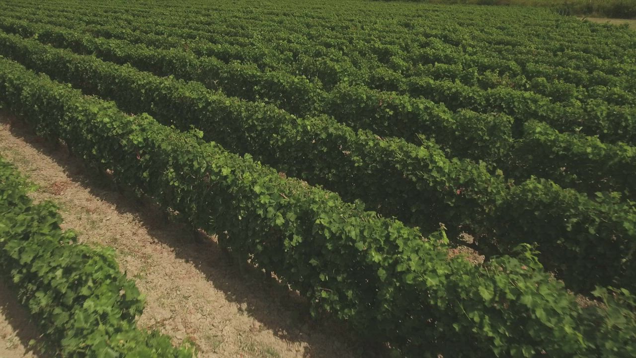 Rows of vines in a dry-farmed vineyard